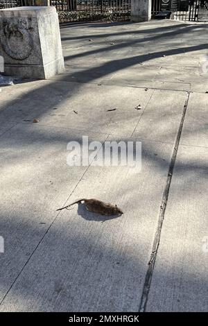 New York, USA. 03. Februar 2023. Eine tote Ratte liegt am 3. Februar 2023 vor dem Seward Park in New York. Im November unterzeichnete Bürgermeister Eric Adams ein Gesetz, das als Rat-Aktionsplan bekannt ist. Die Stadt berichtet, dass die Sichtung von Ratten um 142% seit der Pandemie gestiegen ist. Die Stadt kündigte außerdem einen neuen Job als Director of Rodent Mitigation an. (Foto: Samuel Rigelhaupt/Sipa USA) Guthaben: SIPA USA/Alamy Live News Stockfoto