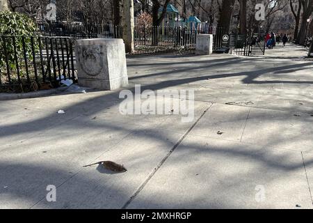 New York, USA. 03. Februar 2023. Eine tote Ratte liegt am 3. Februar 2023 vor dem Seward Park in New York. Im November unterzeichnete Bürgermeister Eric Adams ein Gesetz, das als Rat-Aktionsplan bekannt ist. Die Stadt berichtet, dass die Sichtung von Ratten um 142% seit der Pandemie gestiegen ist. Die Stadt kündigte außerdem einen neuen Job als Director of Rodent Mitigation an. (Foto: Samuel Rigelhaupt/Sipa USA) Guthaben: SIPA USA/Alamy Live News Stockfoto