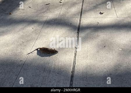 New York, USA. 03. Februar 2023. Eine tote Ratte liegt am 3. Februar 2023 vor dem Seward Park in New York. Im November unterzeichnete Bürgermeister Eric Adams ein Gesetz, das als Rat-Aktionsplan bekannt ist. Die Stadt berichtet, dass die Sichtung von Ratten um 142% seit der Pandemie gestiegen ist. Die Stadt kündigte außerdem einen neuen Job als Director of Rodent Mitigation an. (Foto: Samuel Rigelhaupt/Sipa USA) Guthaben: SIPA USA/Alamy Live News Stockfoto
