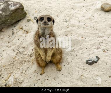 Eine Nahaufnahme eines süßen Erdmännchens, der aufblickt Stockfoto