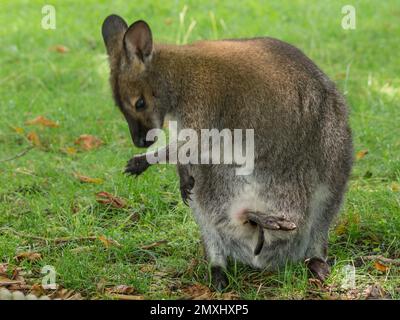 Eine süße Wallaby (Macropodidae), die auf einem frischen Grasfeld steht Stockfoto