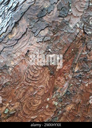 Natürliche Markierungen an der Rinde eines Baumes Stockfoto