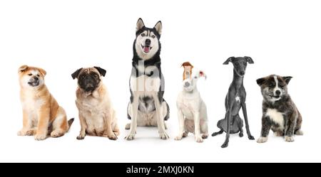 Gruppe von verschiedenen Hunden auf weißem Hintergrund Stockfoto