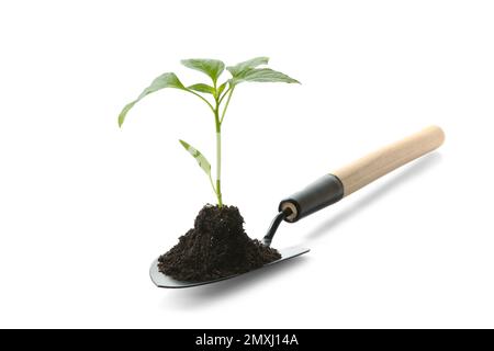 Gartenkelle mit Erde und grünem Pfefferkeim auf weiß isoliert Stockfoto