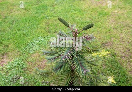 Junge Pflanze Wollemia nobilis mit männlichen Pollenzapfen. Wollemi kiefern immergrünen Baum. Stockfoto