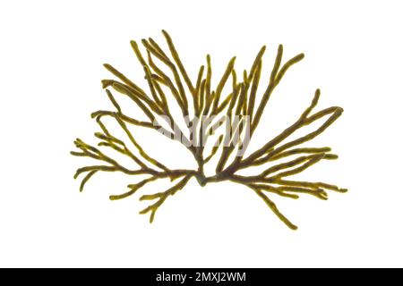 Codium-Tomentosum oder Samthorn oder Spongeweed-Algen, auf weiß isoliert. Grüner Algenzweig. Stockfoto