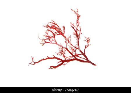 Rhodophyta-Rotalgenzweig, auf Weiß isoliert Stockfoto