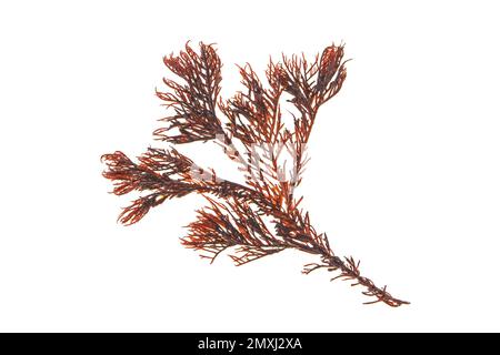 Rotalgen oder rhodophyta-Algenzweig, auf weiß isoliert Stockfoto
