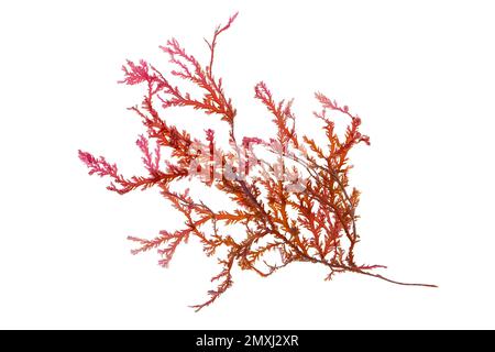 Rhodophyta-Algenzweig oder Rotalgenzweig auf weiß isoliert Stockfoto