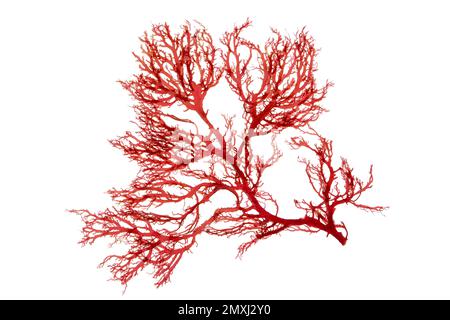 Roter Algenzweig oder rhodophyta-Algenzweig auf weiß isoliert Stockfoto