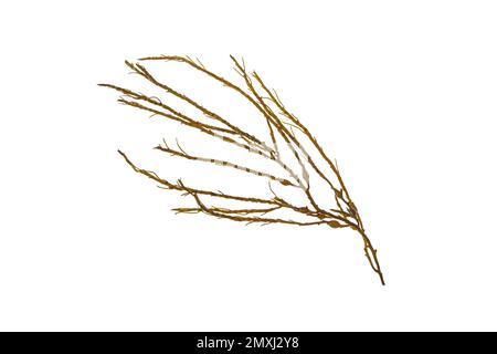 Ascophyllum nodosum Brown Seetang oder Rockweed Algenzweig, auf weiß isoliert Stockfoto