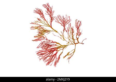 Roter Algenzweig isoliert auf weißen Rhodophyta-Algen Stockfoto