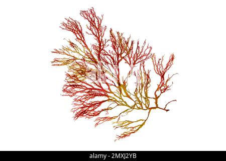 Rhodophyta-Algen. Roter Algenzweig isoliert auf weiß. Stockfoto