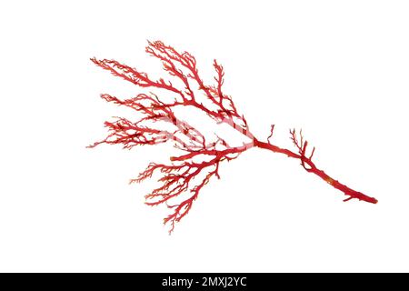 Rhodophyta. Roter Algenzweig auf weiß isoliert. Stockfoto