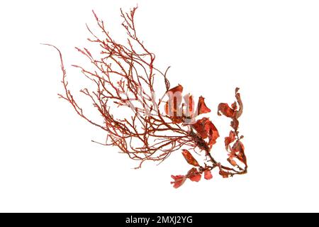 Roter Algenzweig oder rhodophyta-Algenzweig auf weiß isoliert Stockfoto
