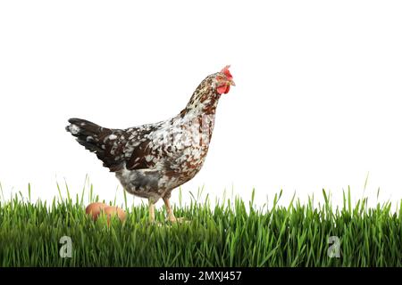 Schönes Huhn und Eier auf grünem Gras vor weißem Hintergrund Stockfoto