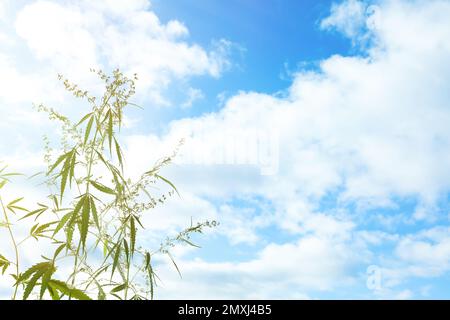 Grüne Hanfpflanze gegen blauen Himmel mit Wolken. Platz für Text Stockfoto