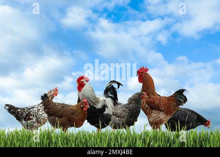 Schöne Hühner auf frischem, grünem Gras im Freien Stockfoto