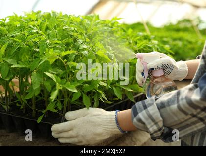 Frau besprüht Tomatensämlinge mit Wasser im Gewächshaus, Nahaufnahme Stockfoto