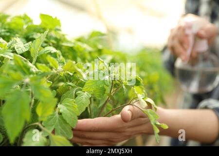Frau besprüht Tomatensämlinge mit Wasser im Gewächshaus, Nahaufnahme Stockfoto