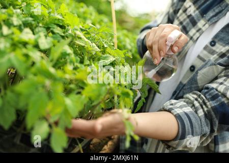 Frau besprüht Tomatensämlinge mit Wasser im Gewächshaus, Nahaufnahme Stockfoto