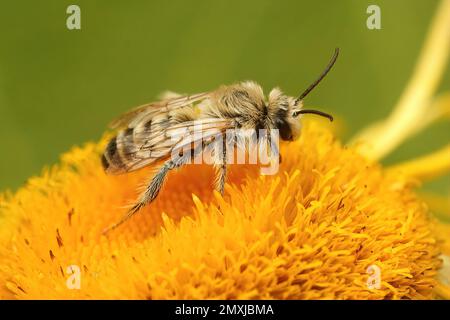 Natürliche Nahaufnahme eines Mannes der Pantaloon-Biene oder einer haarigen Bergbaubiene, Dasypoda hirtipes, auf einer gelben Inula-Blume im Garten Stockfoto