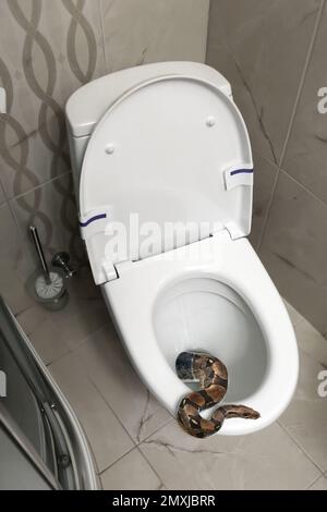 Brauner Boa Constrictor, der aus der Toilettenschüssel im Bad krabbelte Stockfoto