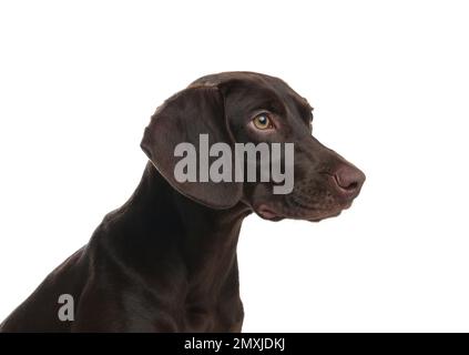 Deutsch Kurzhaariger Zeigerhund auf weißem Hintergrund Stockfoto