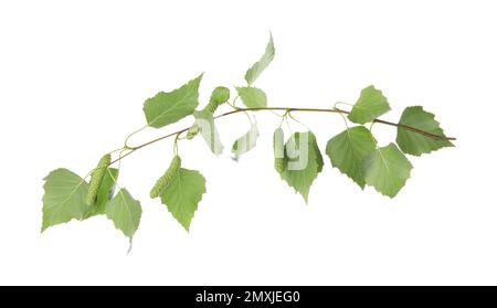 Zweig eines Birkenbaums mit jungen frischen grünen Blättern und weißen Knospen. Frühlingssaison Stockfoto
