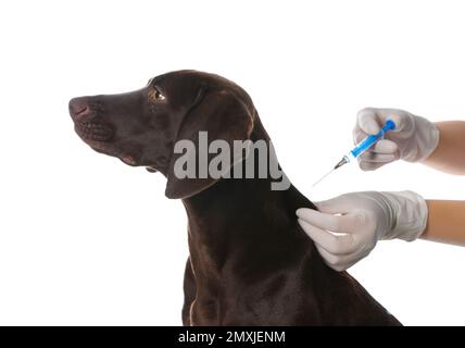 Professioneller Tierarzt impfender Hund auf weißem Hintergrund, Nahaufnahme Stockfoto