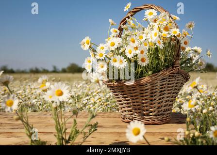 Korb mit wunderschönen Kamillen auf Holztisch im Feld Stockfoto