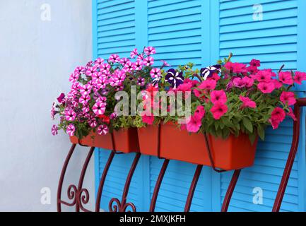 Wunderschöne, helle Petunien-Blumen in Töpfen im Freien Stockfoto