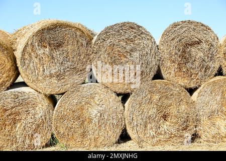 Viele Heublöcke im Freien an sonnigen Tagen Stockfoto