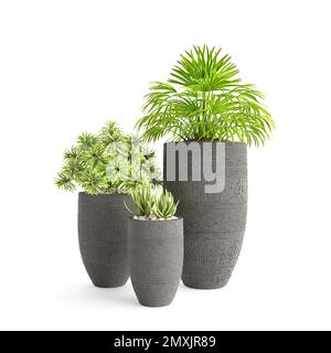 Die verschiedenen Arten grüner Pflanzen auf Blumentöpfen auf weißem Hintergrund. Stockfoto