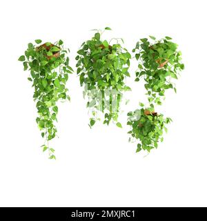 Die verschiedenen Arten grüner Pflanzen auf Blumentöpfen auf weißem Hintergrund. Stockfoto