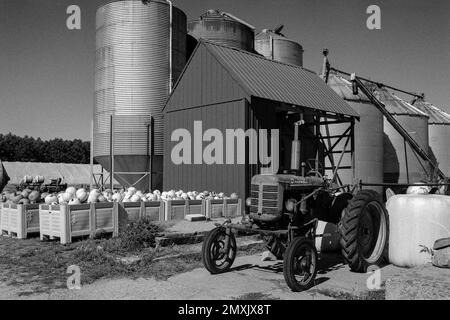 Ein Farmall-Traktor, der vor einer Reihe oder Getreidesilos und in Kisten verpackten Kürbissen auf einem Bauernhof in Littleton, Massachusetts, geparkt ist. Das Bild wurde mit analogem Schwarz aufgenommen Stockfoto