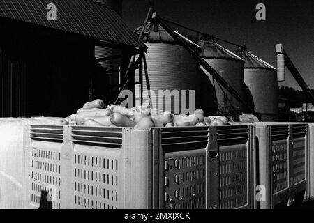 Eine Kiste kommerzieller Erzeugnisse mit Squash steht vor einer Reihe von Metallsilos auf einem Bauernhof in Littleton, Massachusetts. Bild wurde in Analo aufgenommen Stockfoto