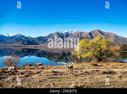 Eine Schaffe, die vorbeiläuft, während sie auf der atemberaubenden Landschaft des Bauernlandes am Ufer von schneebedeckten Bergseen grasen, die sich auf der Su widerspiegeln Stockfoto