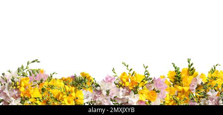 Viele schöne duftende Freesia-Blumen isoliert auf Weiß. Bannerdesign Stockfoto