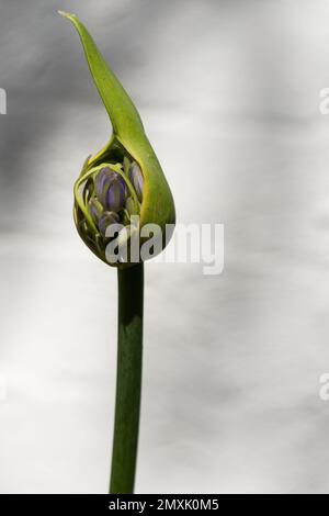 agapanthus-Blütenknospe Stockfoto