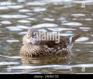 Nahaufnahme einer wunderschönen weiblichen Mandarinente (Aix galericulata), die im See schwimmt Stockfoto