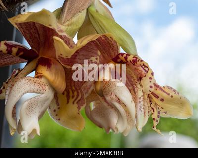 Gelb und rot, kopfüber Orchideenblüten, Stanhopea, in voller Blüte Stockfoto