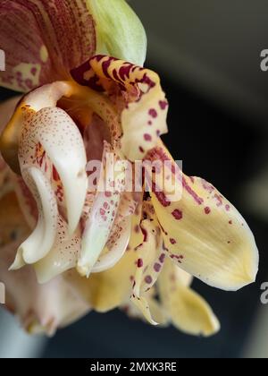 Gelb und rot, kopfüber Orchideenblüten, Stanhopea, in voller Blüte Stockfoto