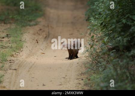 Sri Lanka Mungo in Sri Lanka, besuchen Sie Sri Lanka Stockfoto