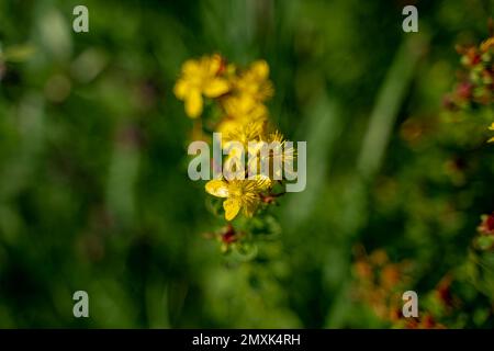 Eine Nahaufnahme des delikaten gelben St. Johanniskraut-Blüten (Hypericum perforatum) auf verschwommenem Hintergrund Stockfoto