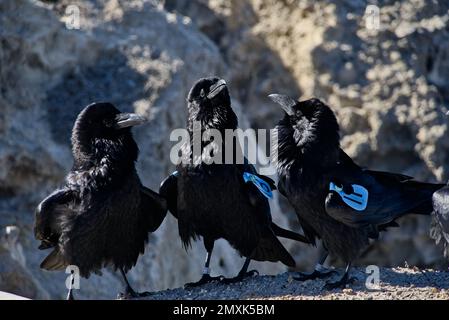 Drei Raben mit blauen Schildern und felsigem Hintergrund. Stockfoto