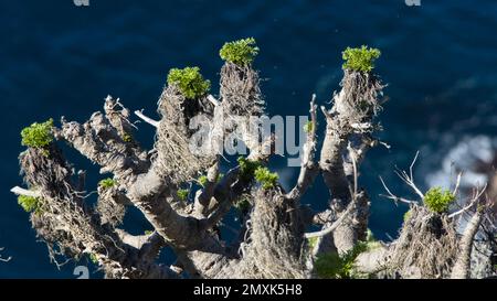 Unbekanntes Wildsaft mit grünen Blättern oben am Rand der Insel Santa Cruz. Stockfoto