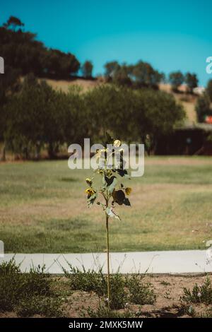 Ein vertikaler Schuss mit selektivem Fokus auf eine welkende Sonnenblume, wobei die Samen, Köpfe herabhängen und hoch inmitten einer üppigen grünen Gegend mit Bäumen stehen Stockfoto