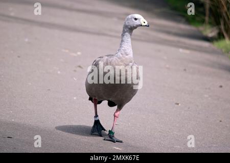 Die Kap-karge Gans hat ein hellgraues Gefieder mit schwarzen Markierungen in der Nähe der Flügelspitzen und des Schwanzes. Diese Gänse haben auch pinkfarbene Beine, schwarze Füße und eine helle Stockfoto