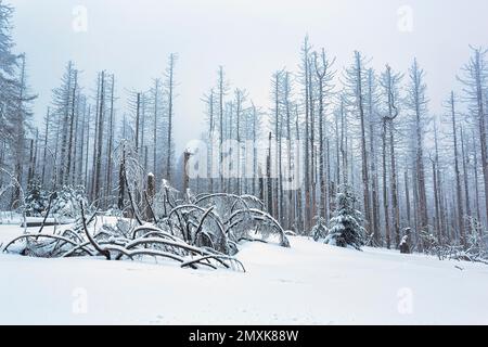 Schneebedeckte tote Fichte (Picea) nach Befall mit Fichtenrindenkäfer oder Fichtenrindenkäfer, Nationalpark Harz, Schierke, Wernigerode, Kreis Harz Stockfoto